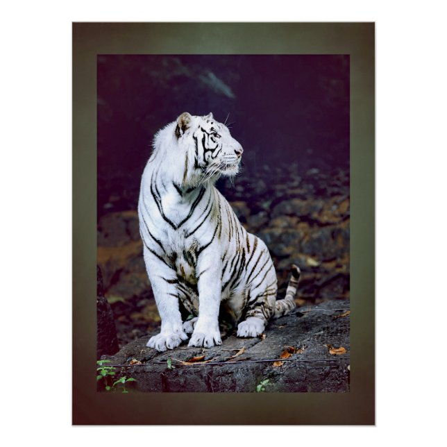 Weißer Tiger Poster (Vorderseite)