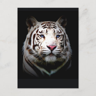Weißer Tiger Postkarte