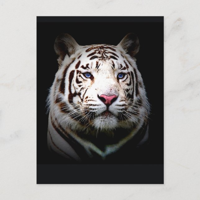 Weißer Tiger Postkarte (Vorderseite)