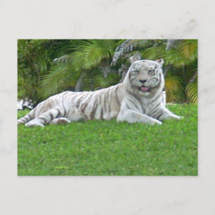 Weißer Tiger ruht in einer stillen grünen Wiese Postkarte