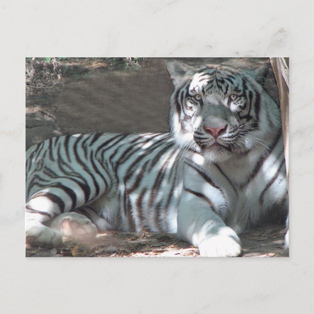 Weißer Tiger unter Baumbestand Postkarte (Vorderseite)