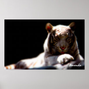 Weißer Tiger Wildlife Kunstposter Poster
