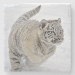 Weißer Tigerjunge Steinuntersetzer