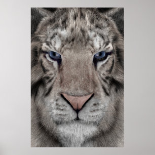 Weißer Tigerkopf Wildtier Ästhetik Poster