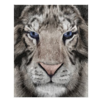 Weißer Tigerkopf Wildtier Ästhetik