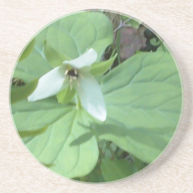Weißer Trillium mit grüner Farbe Sandstein Untersetzer (Vorne)