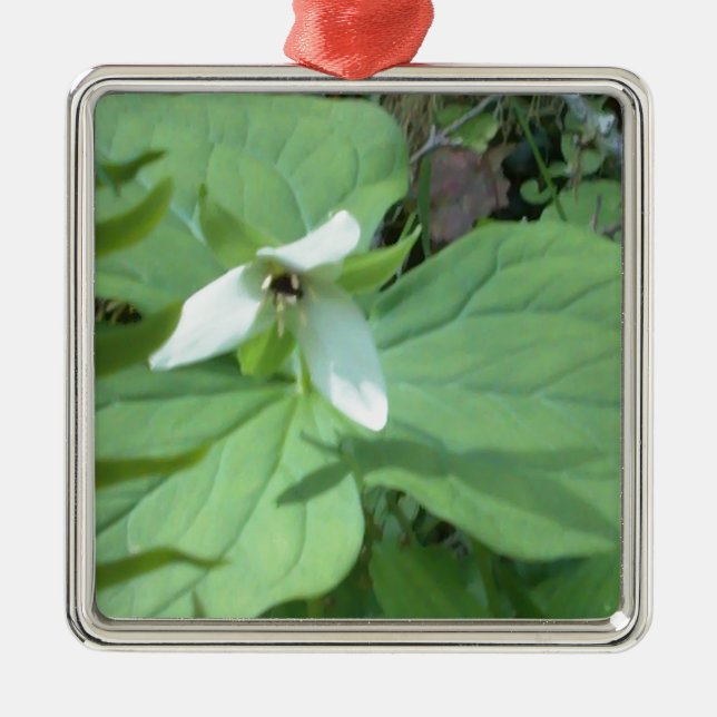 Weißer Trillium mit grüner Farbe Silbernes Ornament (Vorne)