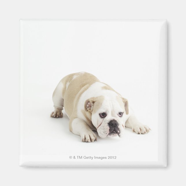 Weißer und bräunlicher Bulldogge Magnet (Vorne)