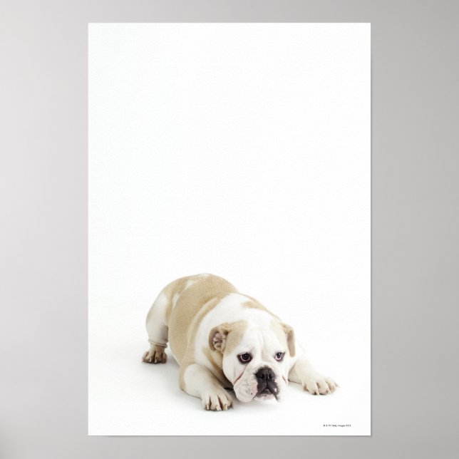 Weißer und bräunlicher Bulldogge Poster (Vorne)