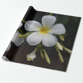 Weißer und gelber Plumeria Geschenkpapier