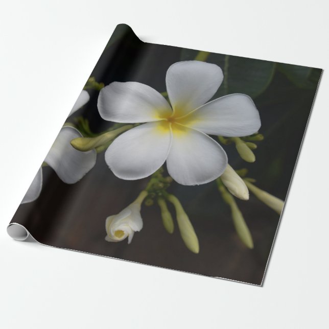 Weißer und gelber Plumeria Geschenkpapier (Ungerollt)