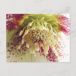 Weißer und Lila Hellebore Postkarte