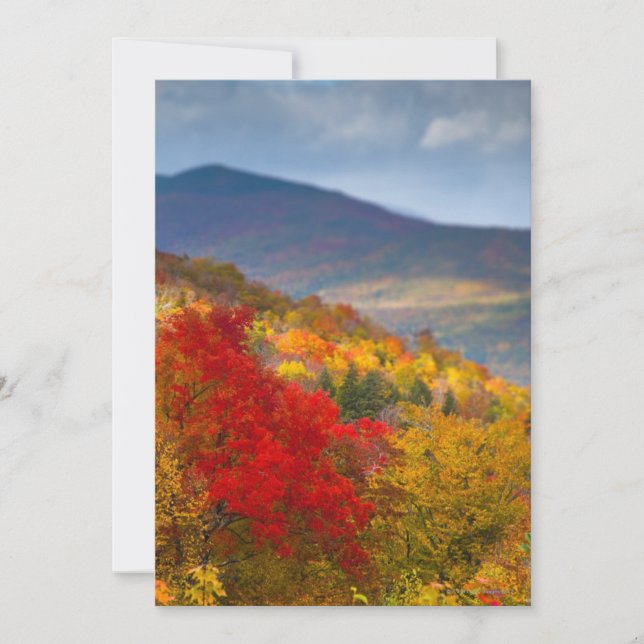 Weißer Wald (Vorderseite)