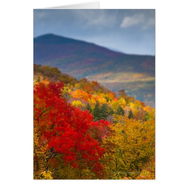 Weißer Wald (Vorne)