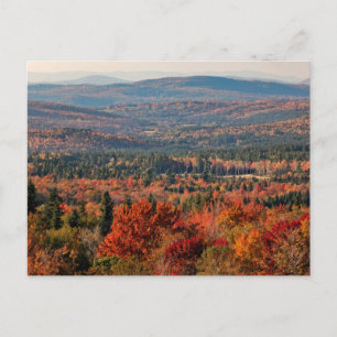 Weißer Wald New Hampshire Postkarte