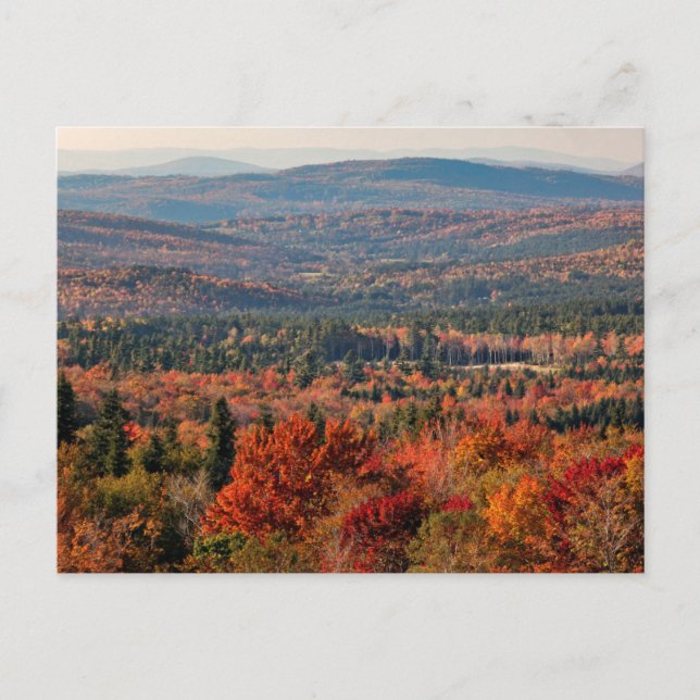 Weißer Wald | New Hampshire Postkarte (Vorderseite)
