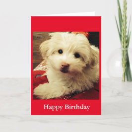 Weißer Welpe auf roter umfassender alles Gute zum Karte