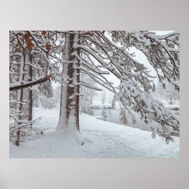 Weißer Winter Poster (Vorne)