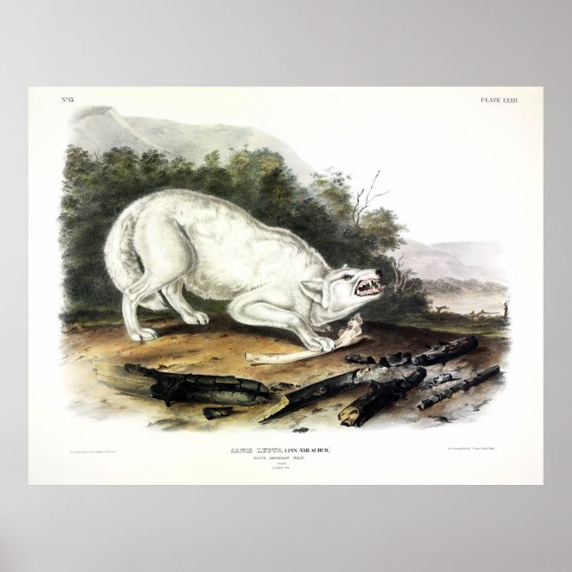Weißer Wolf, Canis lupus arctos von Audubon Poster (Vorne)
