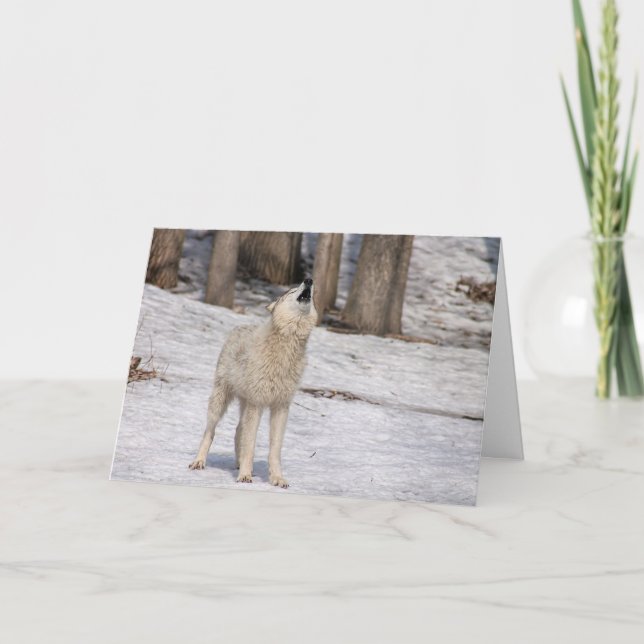 Weißer Wolf, der leeres Notecard heult Karte (Vorderseite)