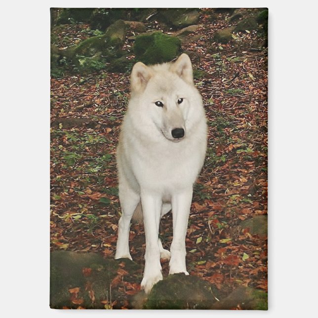 Weißer Wolf Magnet (Vorderseite)