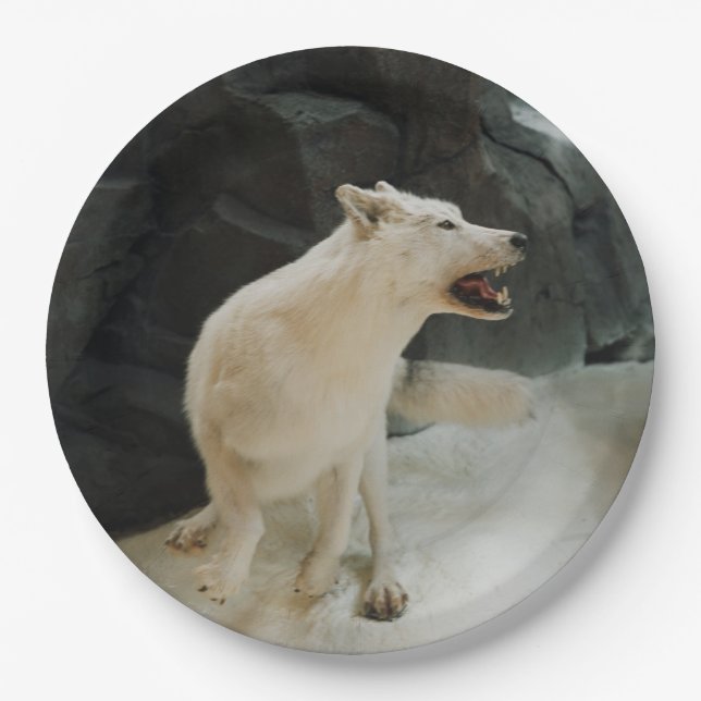 Weißer Wolf Pappteller (Vorderseite)