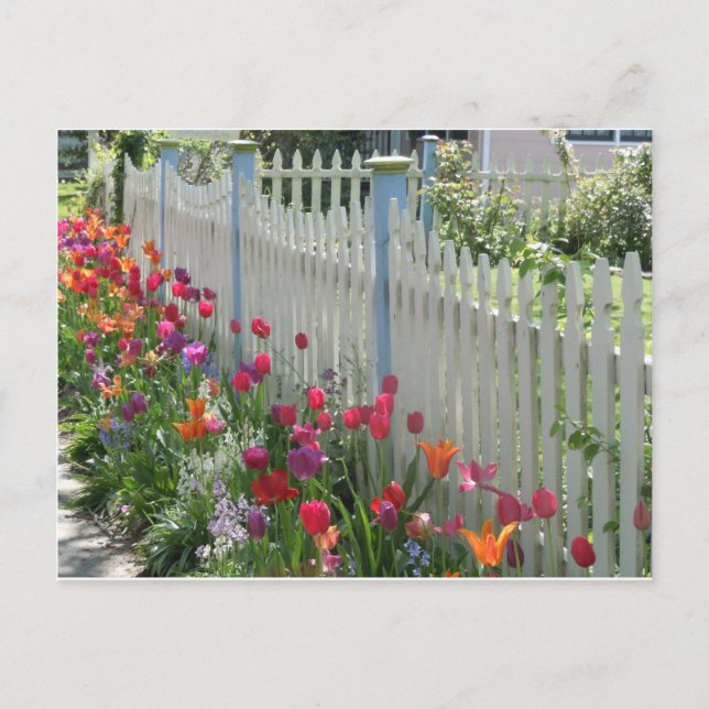 Weißer Zaun mit Tulips-Postkarte Postkarte (Vorderseite)