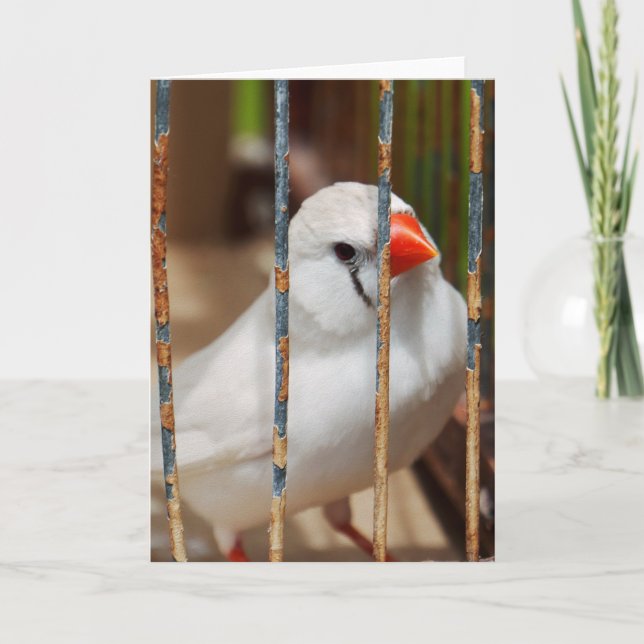Weißer Zebra-Finkenvogel in Käfig Karte (Vorderseite)