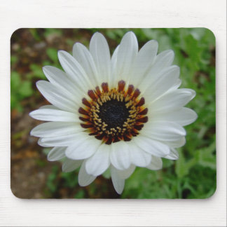 Weißer Zuluprinz Gänseblümchen Mousepad