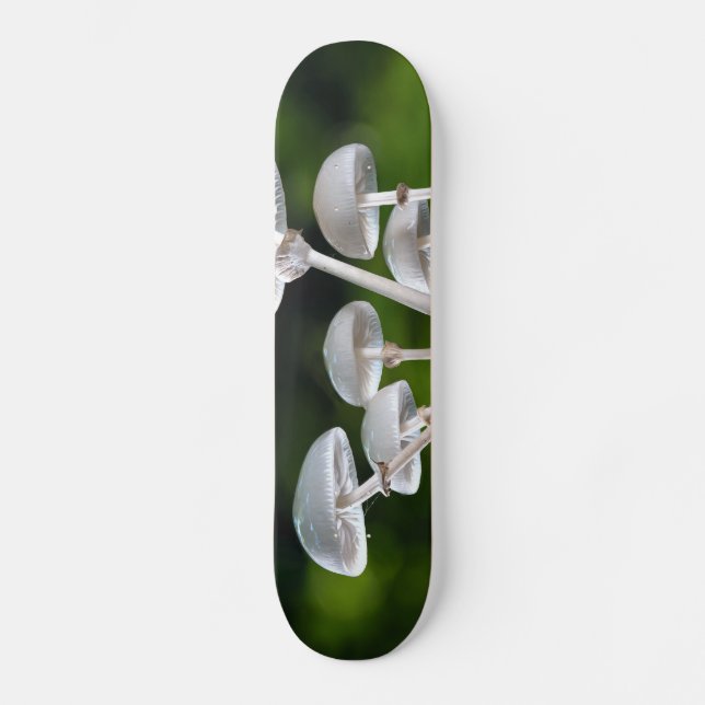 Weißes Austernpilz Skateboard (Vorderseite)
