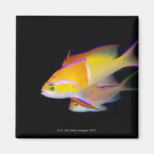 Weißes Bar Anthias Magnet
