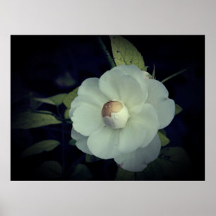 Weißes Blume Blossom Poster