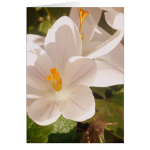 Weißes Blütenlicht