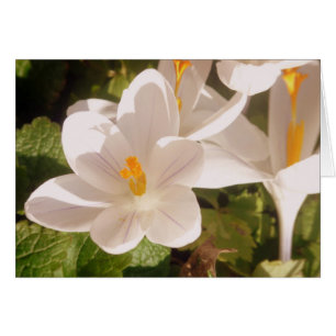 Weißes Blütenlicht