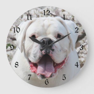 Weißes Bulldoggengesicht Große Wanduhr