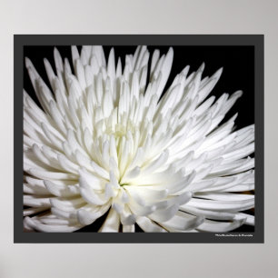 Weißes Chrysantheme-Blumen-Mama-Blumen-Foto Poster
