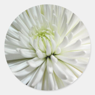 Weißes Chrysantheme-Blumen-Mama-Blumen-Foto Runder Aufkleber