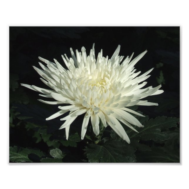 Weißes Chrysanthemum 10" x 8" Foto drucken (Vorne)