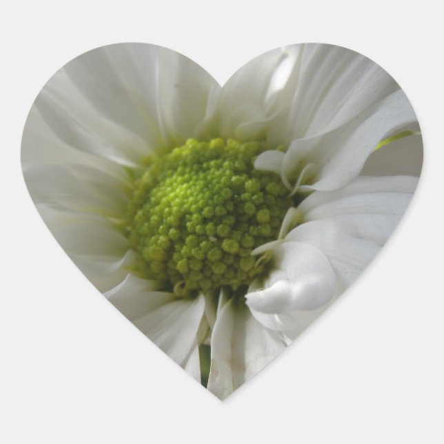 Weißes Chrysanthemum Herz Herz-Aufkleber (Vorderseite)
