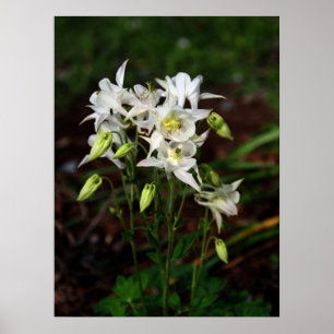 Weißes Columbine mit Biene Poster