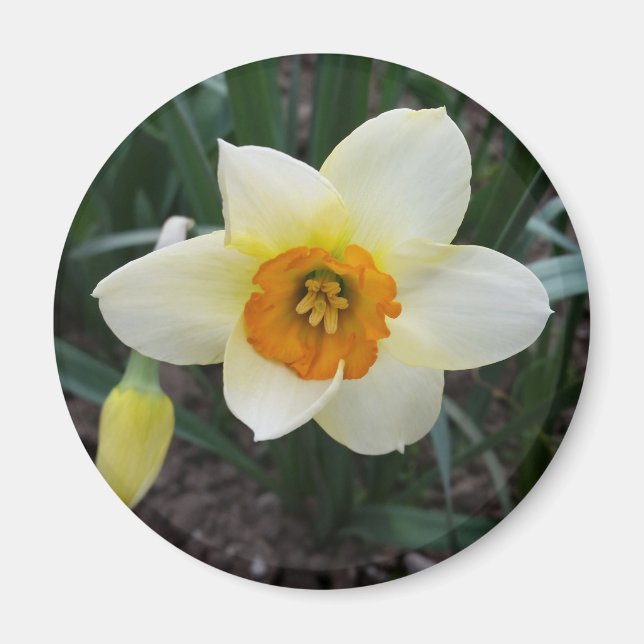 weißes Daffodialglühen Magnet (Vorne)