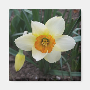 weißes Daffodialglühen Magnet