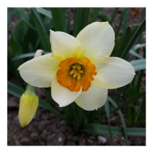 weißes Daffodialglühen Poster