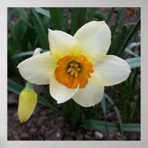 weißes Daffodialglühen Poster