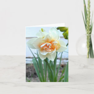 Weißes Daffodil-Blume Fotografie Karte