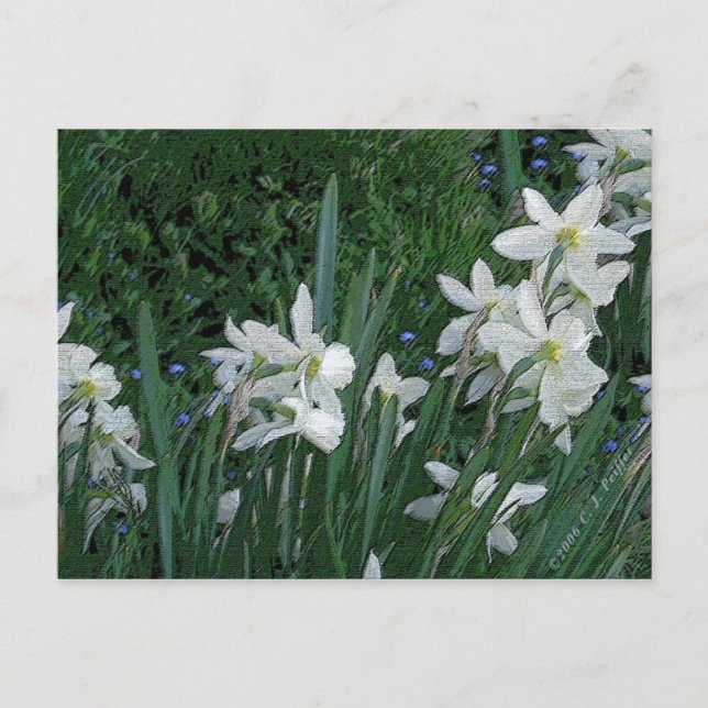 'Weißes Daffodil' Postkarte (Vorderseite)