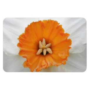 Weißes Daffodil Premium Magnet