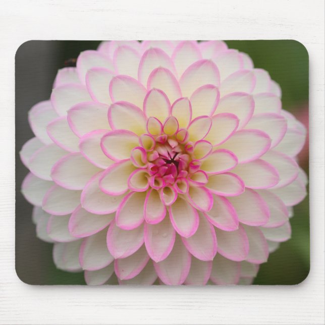 Weißes Dahlia mit rosa Felge Blume Mousepad (Vorne)