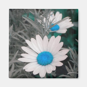 Weißes Daisy-Magnet (mit Türkis) Magnet