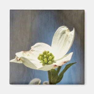 Weißes Dogwood Bloom Magnet